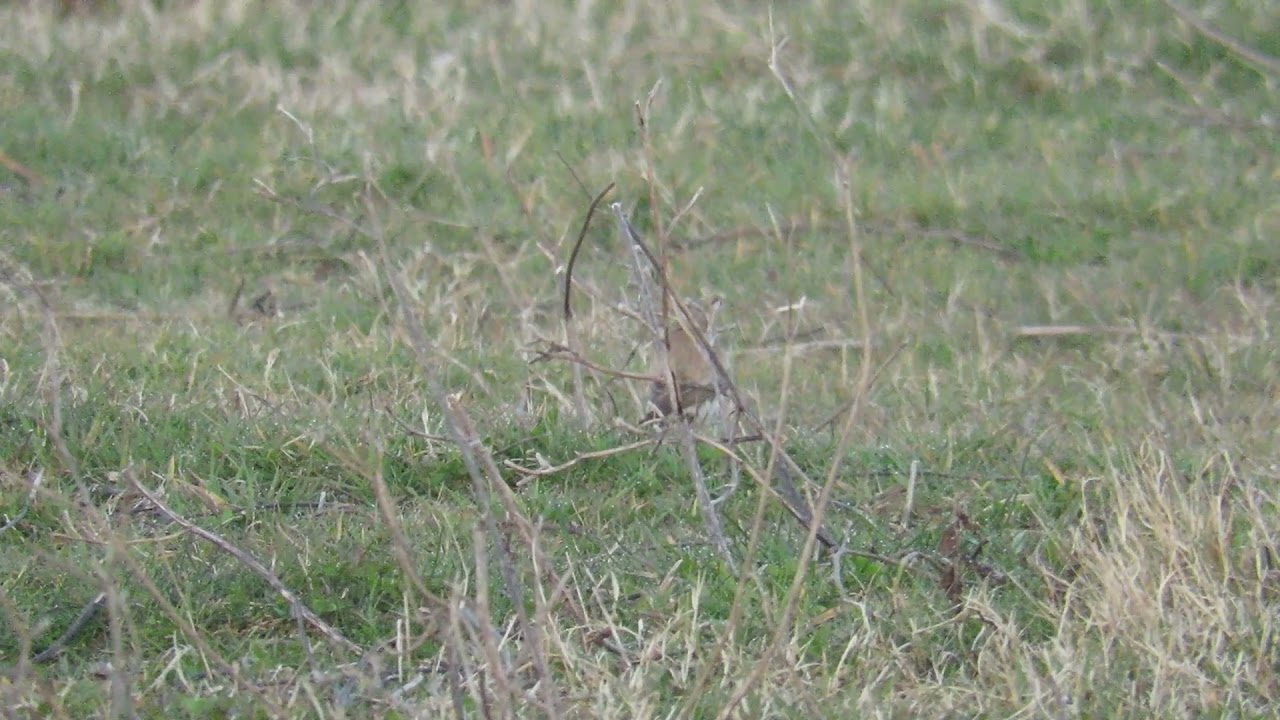 Desert Wheatear, Lodmoor, 29th March 2021