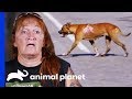Attempting A Difficult And Dangerous Rescue On The Edge Of A Highway | Pit Bulls & Parolees