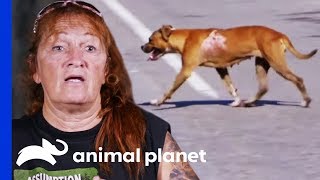 Attempting A Difficult And Dangerous Rescue On The Edge Of A Highway | Pit Bulls & Parolees