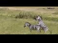 Animals Zebra Meeting Watch The Birth Of A Zebra Animals Zebra Meeting Watch The Birth Of A Zebra