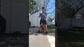 Belgian Malinois Tricks! #malinois #mal #dog #dogtraining #dogs #belgianmalinois #tricks #k9