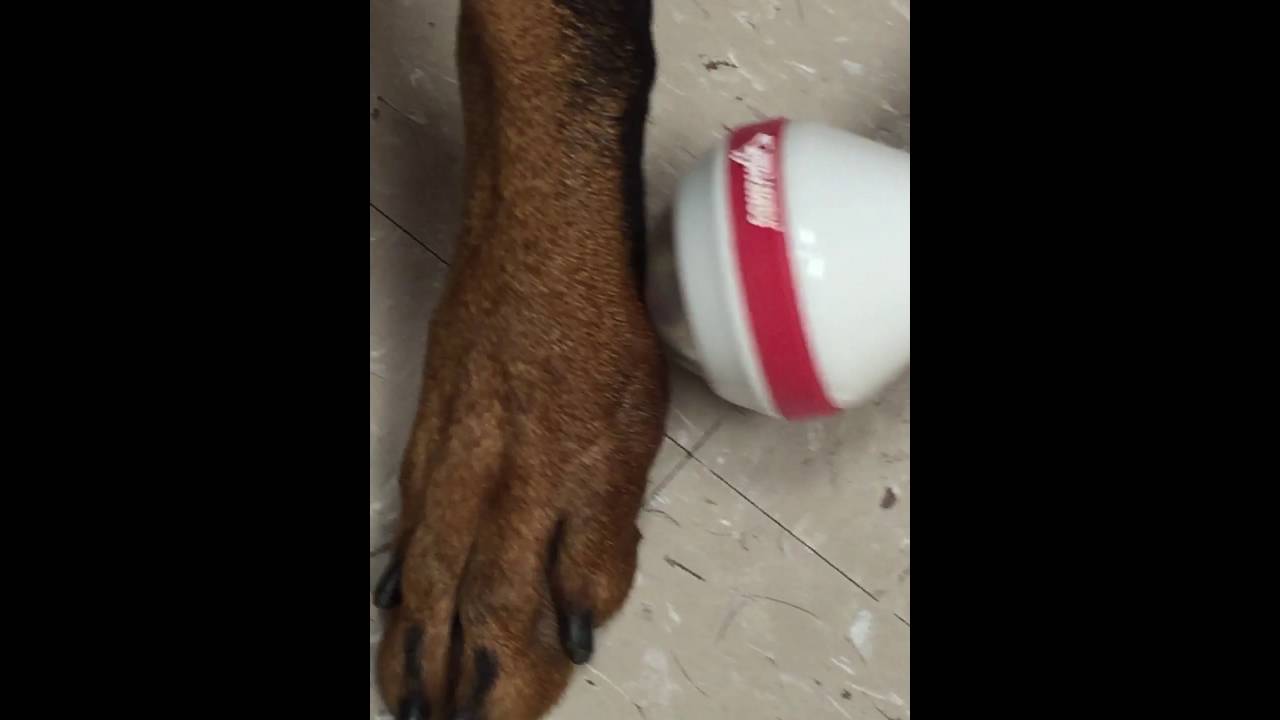 Laser Treatment of Lick Granuloma YouTube