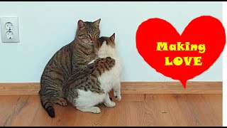 Crazy Cats Making Love All day Long Cats Mating Like Crazy