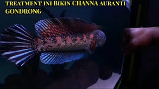 It turns out this is what makes the dorsal and tail of Channa auranti long-lasting, dark in color...