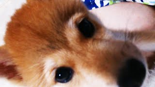 なでなで中にカメラを見つけた柴犬の子犬