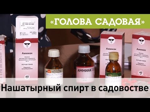 Голова садовая  Нашатырный спирт в садоводстве