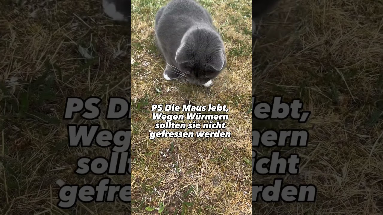 Katzen anlocken Sound! CatInfo 