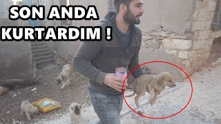 YAVRU KÖPEĞE SALDIRDI ! SON ANDA KURTARDIK