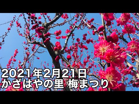 かざはやの里 梅まつり