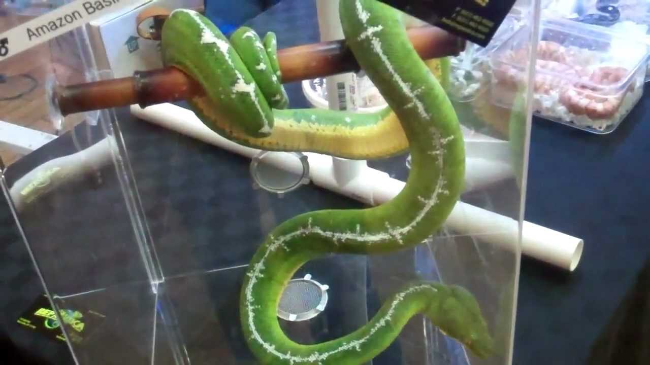 New York Reptile Expo 2024 dion bernelle