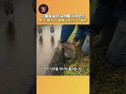그물에 걸린 새끼를 지켜보던부모 왜가리 앞에 나타난 구세주 thumbnail