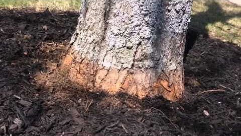 Fixing over-mulched trees on Comm Ave