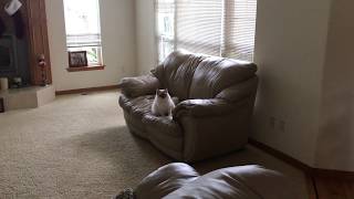 Ragdoll kitten - Утренняя субботняя зарядка котенка рэгдолл - забота о здоровье Ragdoll kitten - Утренняя субботняя зарядка котенка рэгдолл - забота о здоровье