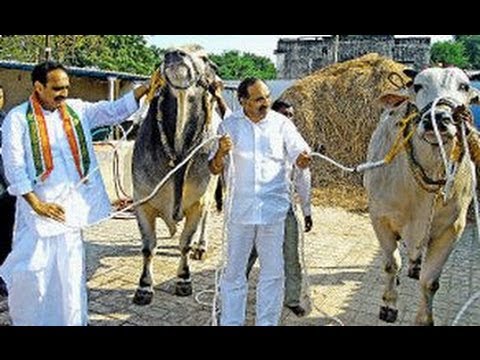 Ongole Bulls Show in Shilparamam - TV5