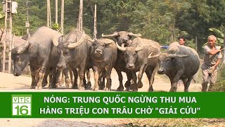 NÓNG: TRUNG QUỐC NGỪNG THU MUA, HÀNG TRIỆU CON TRÂU CHỜ "GIẢI CỨU"