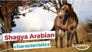 Shagya Arabian Horse  | characteristics, origin & disciplines