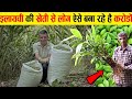 लोग ऐसे करोड़ों छाप रहे हैं इलायची की खेती करके ! cardamom farming