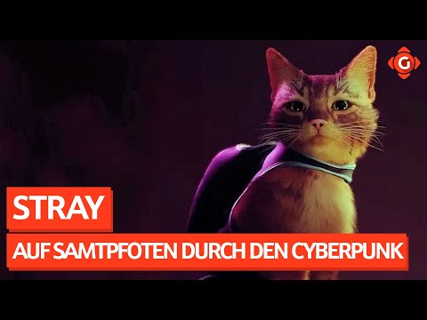 : Als Streuner durch die faszinierende Welt von Stray - Gameswelt