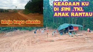 keadaan ku di sini ,TKI, anak rantau. kerja kayu akasia