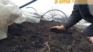 Простий спосіб вирощування розсади томатів #томат #розсада #супер #помідори