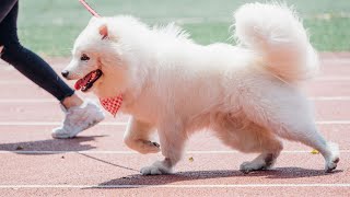 Having Fun at the Dog Park with Our Samoyed! by Samoyed USA 99 views 12 days ago 3 minutes, 44 seconds