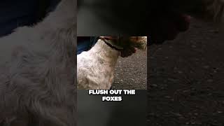 Origins of Wire Fox Terriers  Perfect Fox Hunters