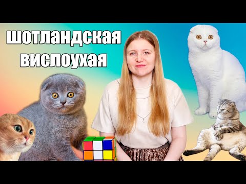 Шотландская вислоухая кошка. История и особенности породы