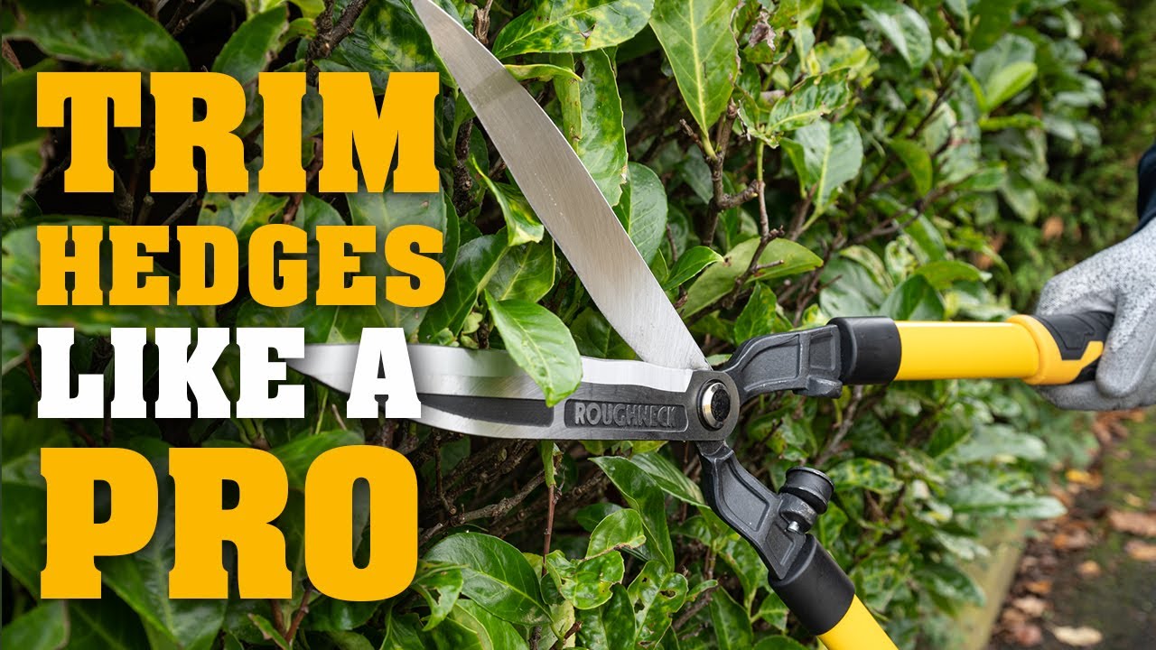 How to Trim Hedges Like a Pro with Roughneck XT Pro Hedge Shears - YouTube