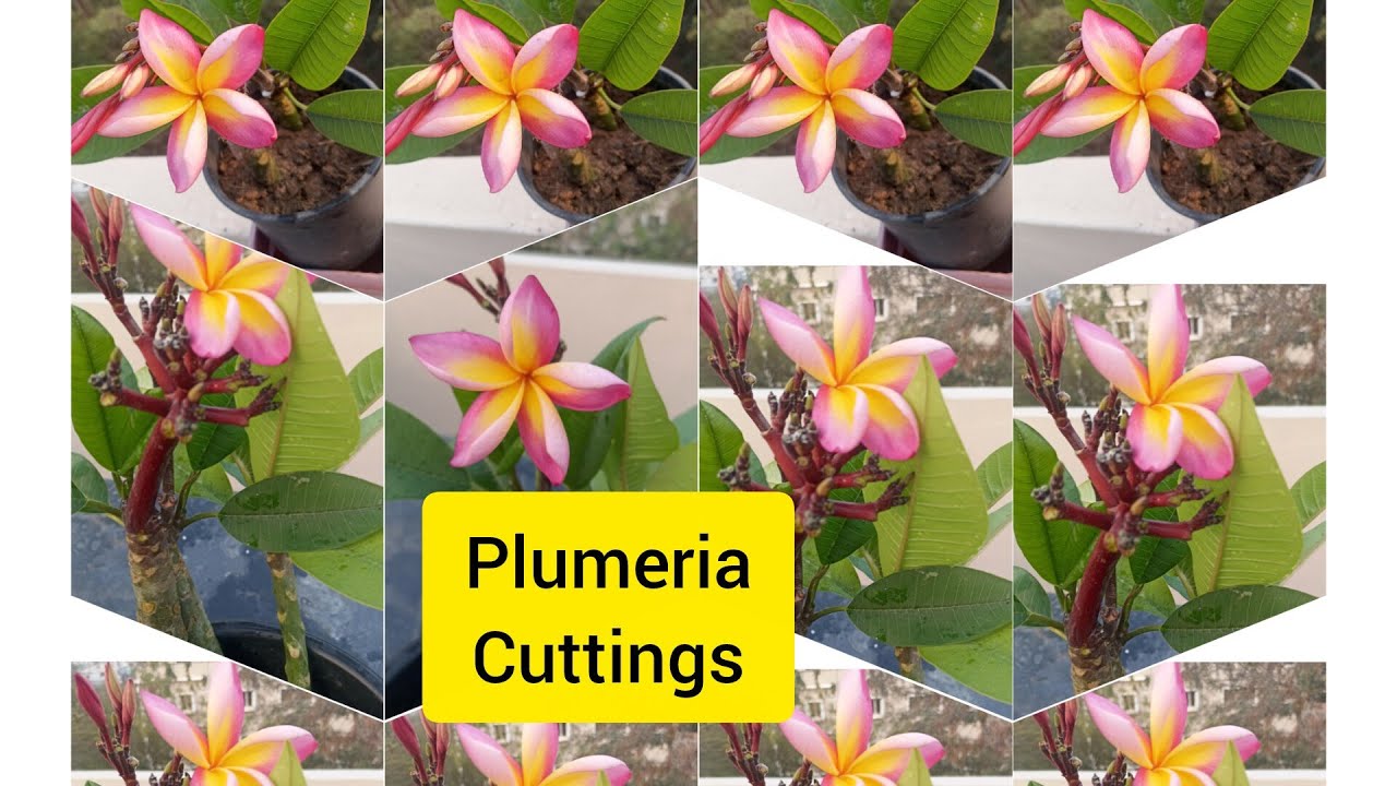 Plumeria small cuttings easy propagation