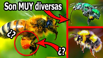 ¿Cuáles son los 7 tipos de abejas que producen miel?