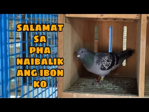 MARAMING SALAMAT SA PHA NAIBALIK ANG IBON KO GALING SA LAMBAT |Reggie Cruz Loft & Aviary