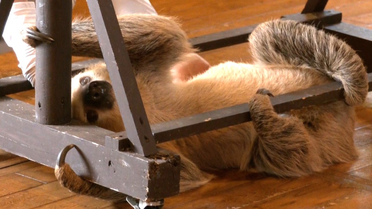 Hatch the Sloth's 2nd Birthday: Hanging from Trees and Relaxing on