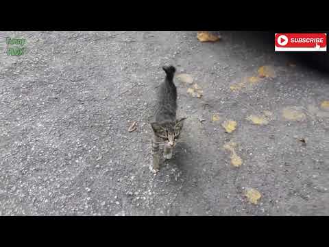 kucing-lucu-dan-anak-kucing-mengeong-kompilasi-hd1