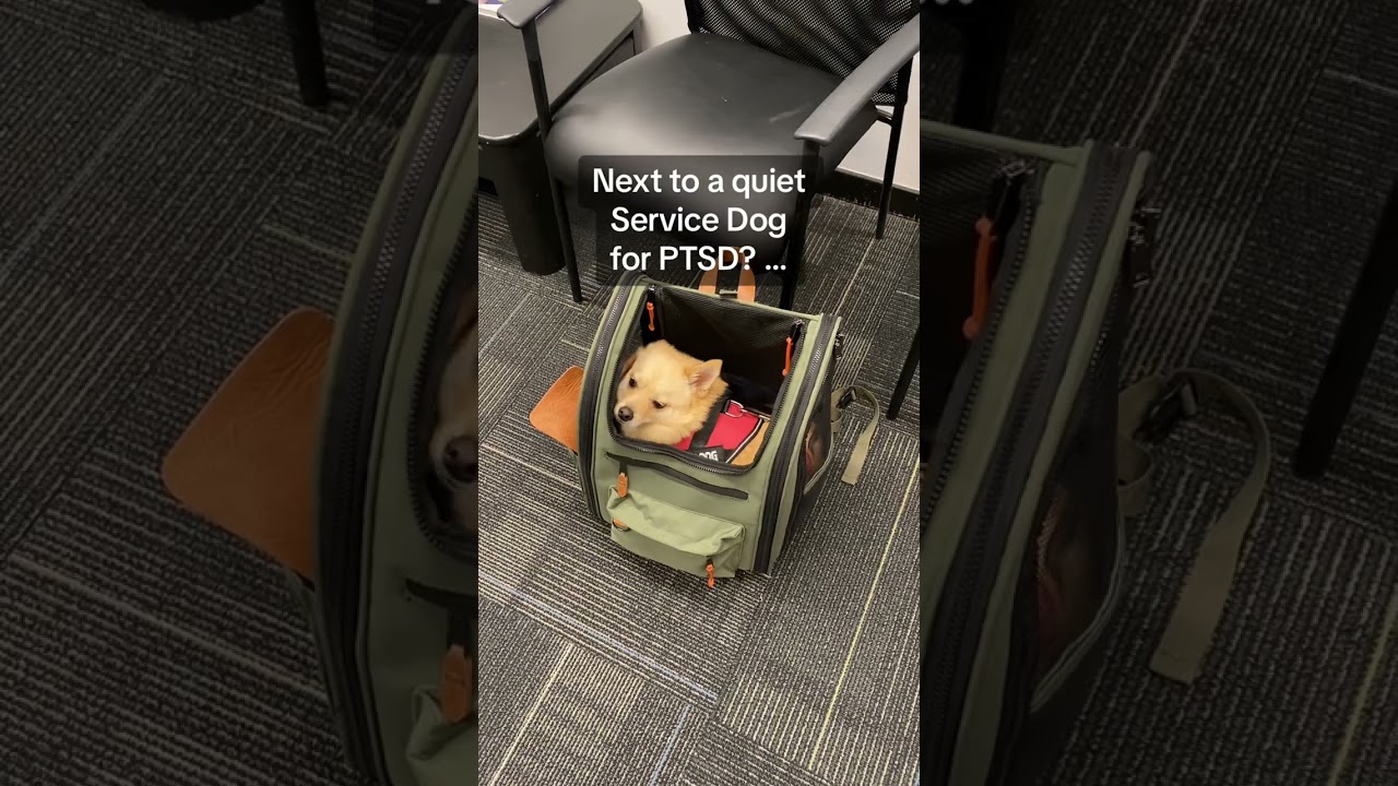 Cookie: PTSD Service Dog - Awareness