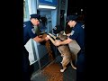 Chronic caught red-handed #fypシ #dogfunnyvideos #dogvideos #ai #dogshorts #police #robbing