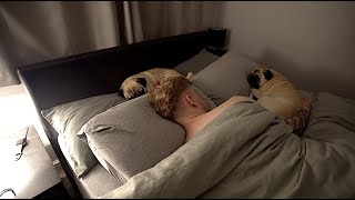 Pug Bed Time!
Just a snippet into our daily routine, our bedtime ritual! I will get into bed, followed closely by Stanley and then Pablo not long after! (Ive just had more work done on my tattoo, its about 60% complete now, hence why it is red and not finished)
Give us a thumbs up if you enjoyed the video and Subscribe if youre not already!
Patreon - https://www.patreon.com/thatpugpablo
Instagram - https://www.instagram.com/thatpugpablo/
Licence;
Intro/Outro Music;
Get Outside! - Jason Farnham: https://youtu.be/x1T6QFpd0J4 Pug Bed Time!