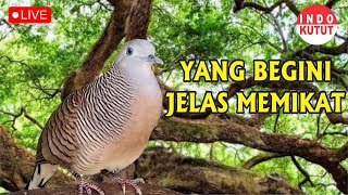Download Mp3 Perkutut Lokal Gacor alam liar iramanya BIKIN CEPAT NYAUT
