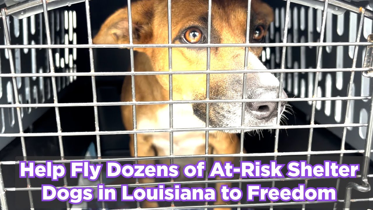 Help Fly Dozens of At-Risk Shelter Dogs in Louisiana to Freedom - YouTube