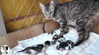 Mom Cat Called and Races to Meowing Kittens During Meal Time!