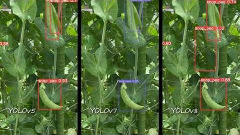 YOLOv8 vs YOLOv7 vs YOLOv5 / Object detection / スナップエンドウの物体検出比較
