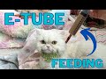 Feeding a Cat With an E-Tube