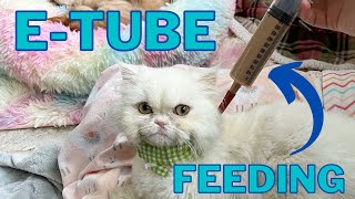 Feeding a Cat With an ETube