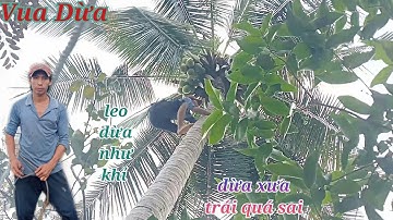 Vua Dừa Miền Tây// cây dừa xưa trái quá sai vua dừa leo trèo như khỉ và cắt bớt những tàu dừa xụ