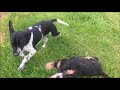 Two cute Puppies Playing English Cocker German Shorthaired Pointer Two cute Puppies Playing English Cocker German Shorthaired Pointer