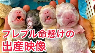 【出産映像】超貴重な犬の出産をドッグブリーダーが現場から配信！frenche puppy