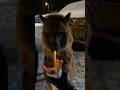 #lama #winter #snow #reality #travel #travelreality
