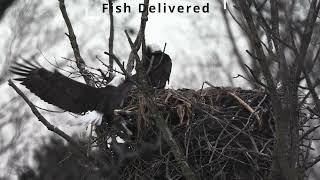 Bald Eagle Nest - Another fish delivered