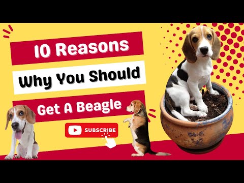 Vídeo: 6 razões pelas quais você deve considerar um beagle
