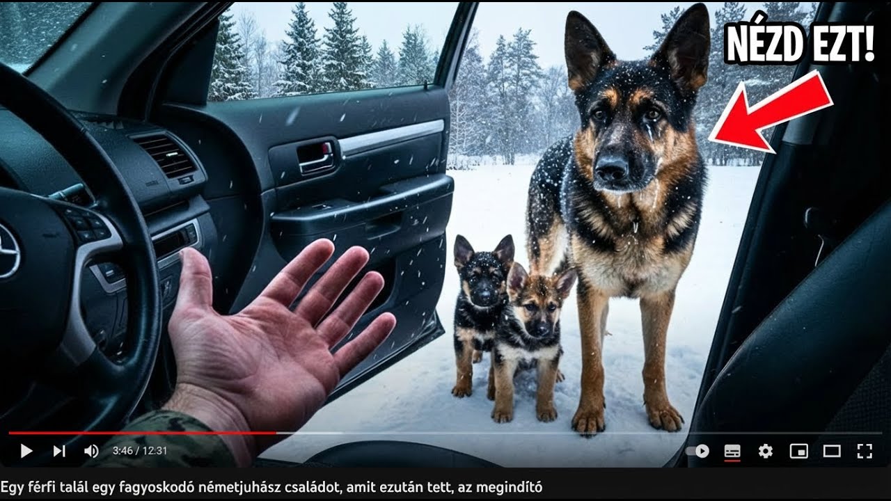 Navy SEAL Kinyitja a Teherautót a FAGYOS Kutyacsaládnak – Ami Ezután Jön, Megható