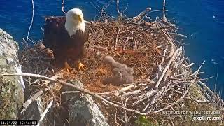 Don't PS in the wind Two Harbors Bald Eagle Cam powered by EXPLORE org